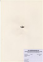 藏品(頂囊藻)的圖片